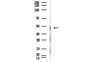 anti-WD Repeat Domain, Phosphoinositide Interacting 2 (WIPI2) (C-Term) antibody