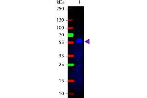 Western Blot of Rabbit anti-Mouse IgG2b (Gamma 2b chain) Fluorescein Conjugated Antibody. (Lapin anti-Souris IgG2b (Heavy Chain) Anticorps (FITC) - Preadsorbed)