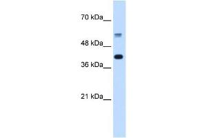 PUF60 antibody used at 5 ug/ml to detect target protein. (PUF60 anticorps  (C-Term))