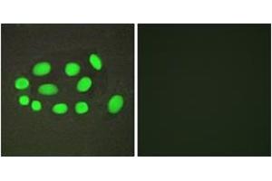 Immunofluorescence analysis of A549 cells, using SPZ1 Antibody. (SPZ1 anticorps  (AA 111-160))