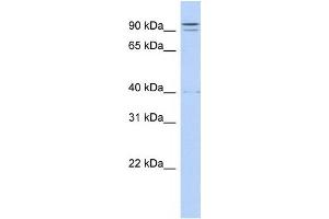 Western Blotting (WB) image for anti-Tetratricopeptide Repeat Domain 14 (TTC14) antibody (ABIN2458552)