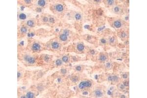 IHC-P analysis of Mouse Tissue, with DAB staining. (Prothrombin anticorps  (AA 325-618))