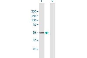 Western Blot analysis of CYP4X1 expression in transfected 293T cell line by CYP4X1 MaxPab polyclonal antibody.