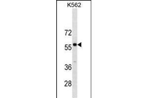 PBX3 Antibody (N-term) (ABIN1881636 and ABIN2838640) western blot analysis in K562 cell line lysates (35 μg/lane).