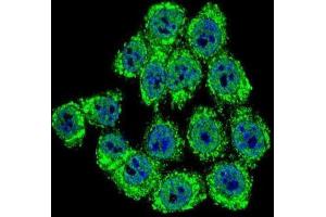 Immunofluorescence (IF) image for anti-Neurofibromin 2 (NF2) antibody (ABIN3002797) (Merlin anticorps)