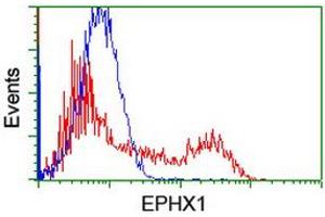 Image no. 2 for anti-Epoxide Hydrolase 1, Microsomal (Xenobiotic) (EPHX1) (AA 21-230) antibody (ABIN1491195) (EPHX1 anticorps  (AA 21-230))