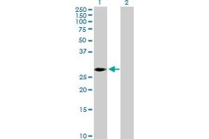 Western Blot analysis of PRKAB2 expression in transfected 293T cell line by PRKAB2 MaxPab polyclonal antibody.