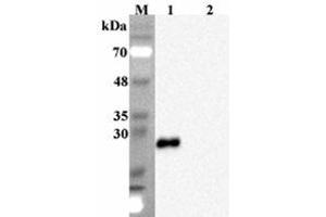 Western blot analysis using anti-FGF-19 (human), mAb (FG369-1)  at 1:2000 dilution. (FGF19 anticorps)