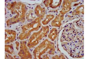 IHC image of ABIN7155077 diluted at 1:400 and staining in paraffin-embedded human kidney tissue performed on a Leica BondTM system. (HPS6 anticorps  (AA 221-319))