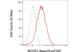 anti-REST Corepressor 1 (RCOR1) antibody