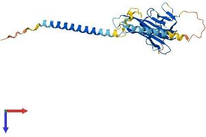 AlphaFold protein structure predicition of Human Recombinant TNFSF10 Protein, UniprotID P50591