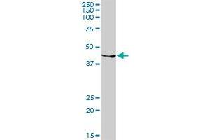 GATA1 MaxPab rabbit polyclonal antibody.
