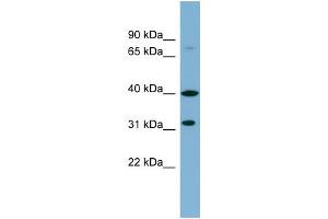 WB Suggested Anti-C9orf4 Antibody Titration:  0.