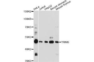 Western blot analysis of extracts of various cell lines, using TRIM5 antibody. (TRIM5 anticorps)