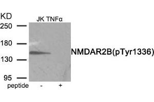 Western blot analysis of extracts from Jurkat cells treated with TNF using Phospho-NMDAR2B (Tyr1336) antibody. (GRIN2B anticorps  (pTyr1336))