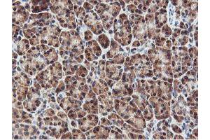 Image no. 4 for anti-Arginyl Aminopeptidase (Aminopeptidase B) (RNPEP) antibody (ABIN1500729) (RNPEP anticorps)