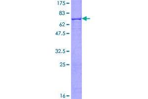 Image no. 1 for AlkB, Alkylation Repair Homolog 1 (ALKBH1) (AA 1-389) protein (GST tag) (ABIN1344889)