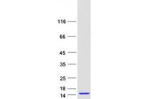 Validation with Western Blot