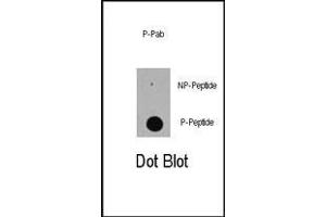 Dot blot analysis of anti-Phospho-E-S89 Pab (ABIN389618 and ABIN2839622) on nitrocellulose membrane. (p300 anticorps  (pSer89))