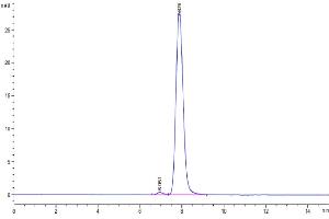 The purity of Human CD7 is greater than 95 % as determined by SEC-HPLC. (CD7 Protein (CD7) (AA 26-180) (Fc Tag))