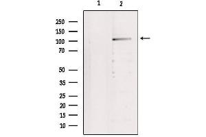 Western blot analysis of extracts from 293, using IDE Antibody. (IDE anticorps  (N-Term))