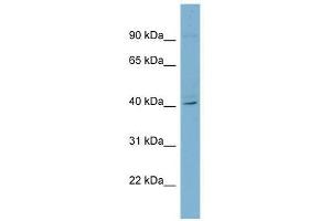 RFPL3 antibody used at 0. (RFPL3 anticorps  (Middle Region))