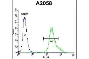 UBXN2A Antibody (C-term) (ABIN655308 and ABIN2844890) flow cytometric analysis of  cells (right histogram) compared to a negative control cell (left histogram). (UBXN2A anticorps  (C-Term))