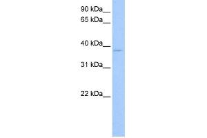 WB Suggested Anti-RPL3 Antibody Titration:  0. (RPL3 anticorps  (C-Term))