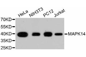 Western blot analysis of extracts of various cell lines, using MAPK14 antibody (ABIN5997045). (MAPK14 anticorps)