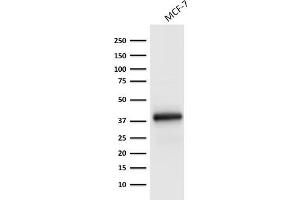 Western Blot Analysis of MCF-7 cell lysate using Ep-CAM Monoclonal Antibody (EGP40/1798). (EpCAM anticorps  (Extracellular Domain))