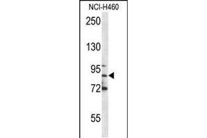 Western blot analysis in NCI-H460 cell line lysates (35ug/lane). (Myeloperoxidase anticorps  (C-Term))