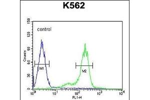 Z Antibody (C-term) (ABIN654731 and ABIN2844419) flow cytometric analysis of K562 cells (right histogram) compared to a negative control cell (left histogram). (ZNF572 anticorps  (C-Term))