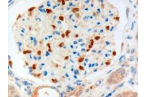 ABIN185028 (3µg/ml) staining of paraffin embedded Human Kidney.