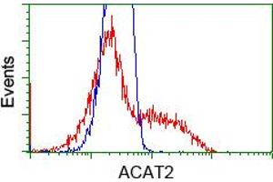 Image no. 4 for anti-Acetyl-CoA Acetyltransferase 2 (ACAT2) antibody (ABIN1496398)