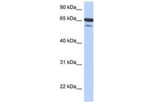 Image no. 1 for anti-TGF-beta Activated Kinase 1/MAP3K7 Binding Protein 1 (TAB1) (N-Term) antibody (ABIN6743724) (TAB1 anticorps  (N-Term))