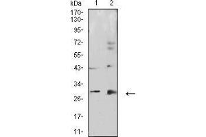 Western blot analysis using CALB2 mouse mAb against HepG2 (1) and COS7 (2) cell lysate.