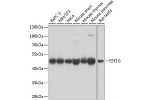 Western blot analysis of extracts of various cell lines using EEF1G Polyclonal Antibody at dilution of 1:1000. (EEF1G anticorps)