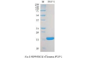 SDS-PAGE (SDS) image for Fibroblast Growth Factor 1 (Acidic) (FGF1) (Active) protein (ABIN2452190) (FGF1 Protéine)