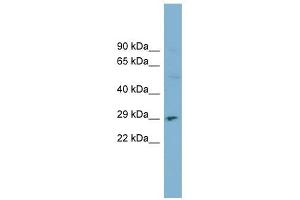 DNASE1 antibody used at 1 ug/ml to detect target protein. (DNASE1 anticorps  (N-Term))
