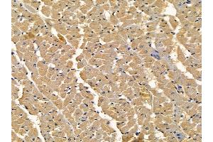 anti-Myosin IB (MYO1B) (C-Term) antibody