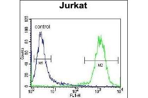 TNRC4 Antibody (N-term) (ABIN657011 and ABIN2846191) flow cytometric analysis of Jurkat cells (right histogram) compared to a negative control cell (left histogram).