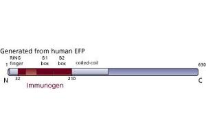 Image no. 3 for anti-Tripartite Motif Containing 25 (TRIM25) (AA 32-210) antibody (ABIN968044)