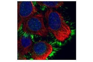 ICC/IF Image Confocal immunofluorescence analysis (Olympus FV10i) of methanol-fixed A431, using Moesin, antibody (green) at 1:500 dilution.