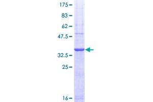 Image no. 1 for Peptidyl Arginine Deiminase, Type II (PADI2) (AA 1-108) protein (GST tag) (ABIN1313875)