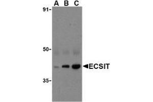 Western blot analysis of ECSIT in human heart cell lysates with AP30308PU-N ECSIT antibody at (A) 0. (ECSIT anticorps  (C-Term))