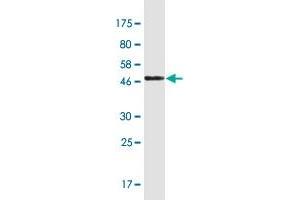 Western Blot detection against Immunogen (52.