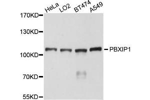 Western blot analysis of extracts of various cells, using PBXIP1 antibody. (PBXIP1 anticorps)