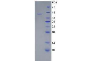 SDS-PAGE analysis of Human WNT3A Protein.