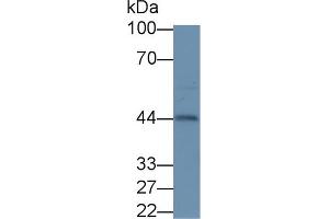 Detection of INHa in Mouse Ovary lysate using Polyclonal Antibody to Inhibin Alpha (INHa) (Inhibin alpha anticorps  (AA 231-366))