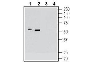 Western blot analysis of mouse BV-2 microglia cell line lysate (lanes 1 and 3) and mouse J774 macrophage cell line lysate (lanes 2 and 4): - 1, 2. (CX3CR1 anticorps  (Extracellular, N-Term))